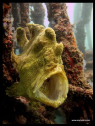 Yawning Frog Fish - standard Canon, no lenses, no strobes... by Tim Ho 